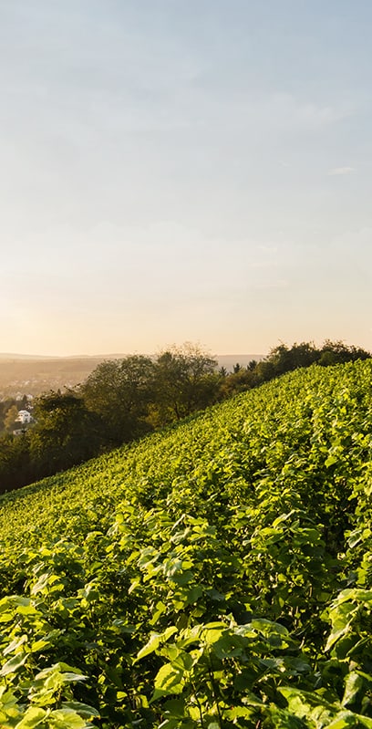 Hintergrundbild Startseite der Schaffhauser Kantonalbank