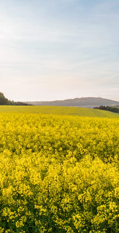 Hintergrundbild der Startseite der Schaffhauser Kantonalbank – Blick über ein Feld in Gennersbrunn an einem Sommertag
