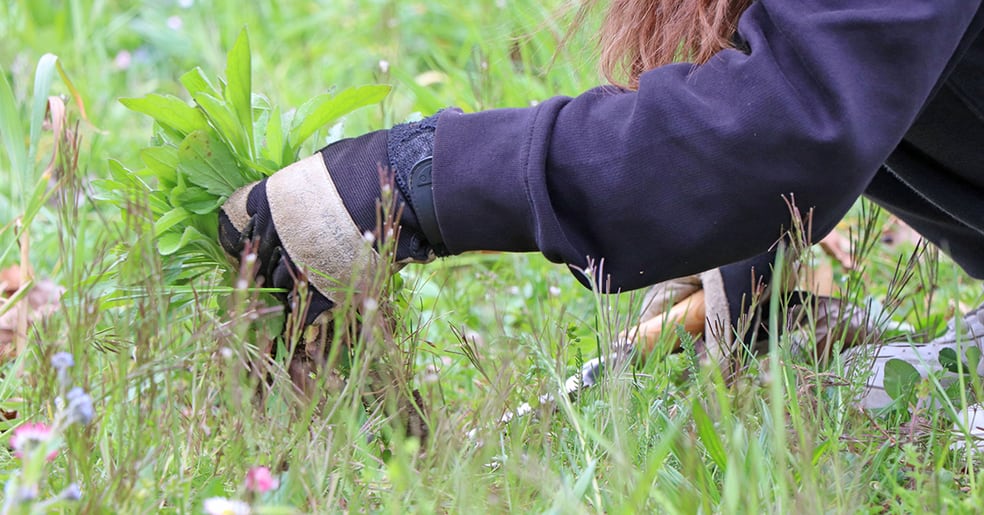 Pro Natura Schaffhausen Neophyten