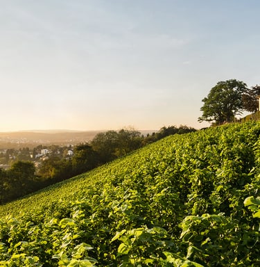 Hintergrundbild Startseite der Schaffhauser Kantonalbank